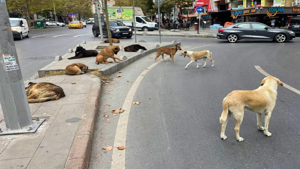 Sokak hayvanları yasası TBMM'den geçti