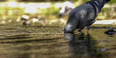 Dünya 2024'te en sıcak yazı yaşadı