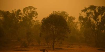 Doğa alarm veriyor: 3 binden fazla canlı türü yok olma riskiyle karşı karşıya