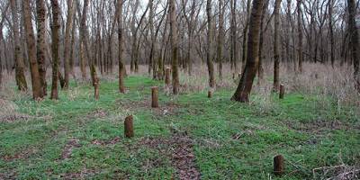 Dünyadaki ağaçların üçte biri yok olabilir