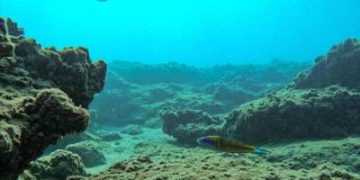 NASA uydusu okyanus tabanında 100 bin gizli dağ keşfetti