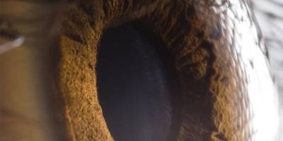 Bilim insanları görmeyi geri getiren ilaç geliştirdi