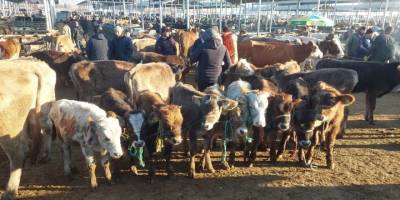 2025 vekaletle kurban kesim bedeli belli oldu