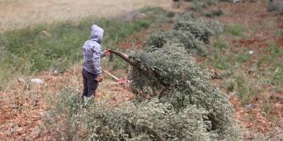 Filistin topraklarını gasbeden İsrailliler yüzlerce ağacı söktü