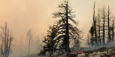 Avrupa Birliği kayıtlardaki en kötü yangın sezonuyla karşı karşıya