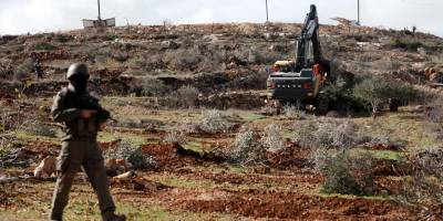 İsrailli işgalciler Batı Şeria'da 400 zeytin ağacını kesti